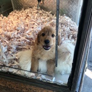 Meet your Posher, Carrie